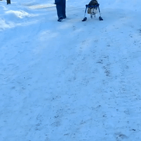 Paralyzed Dog Gets Special Ski Legs to Explore Ontario Snow
