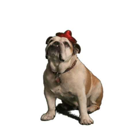 Puppy Pet Sticker by Pantaya