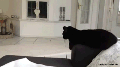 Video gif. Black cat sitting on the arm of a couch sticks its paw out to high five a human walking by.