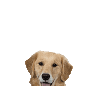 chkd_kids dog puppy happy dog golden retriever Sticker