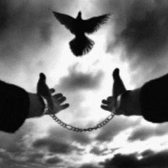 Freedom Immigration GIF