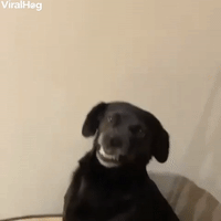 Doggie Gives a Big Smile