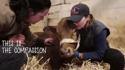 mercyforanimals giphygifmaker vegan cow rescue GIF