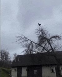 Chicken GIF