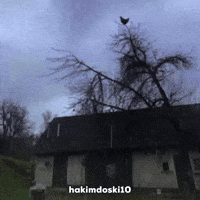 Shocked GIF