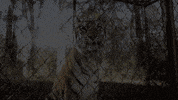 TheAvenue_Film tiger florida zoo tigers GIF