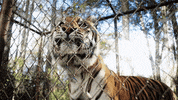 TheAvenue_Film tiger florida zoo tigers GIF
