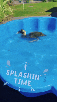 Summer Pool GIF
