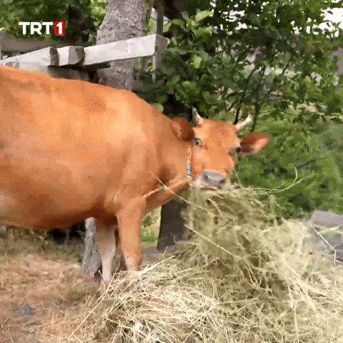 Hungry Breakfast GIF by TRT