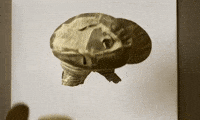 GIF by Alex Boya