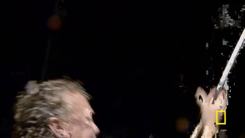 natgeochannel giphygifmaker GIF