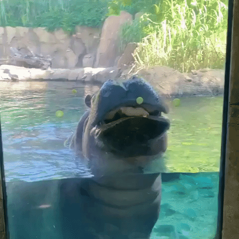 Hippo Bibi, Mother of Cincinnati Zoo's Fiona, Enjoys a Sweet Treat of Squash and Honey