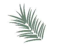 Palm Leaf Plant Sticker by loa