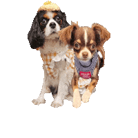 Cavalierkingcharlesspaniel Sticker