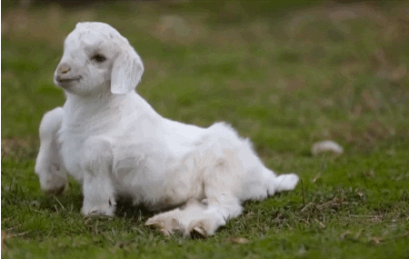 goat GIF