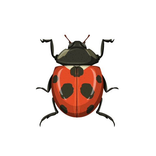 AvonZ ladybird coccinelle insecte avonzspringtime Sticker