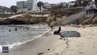 Territorial Sea Lion Lunges at Man in La Jolla Cove, San Diego