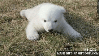 bear seeing GIF