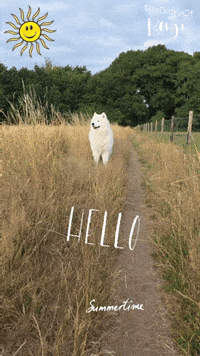 Summer Hello GIF