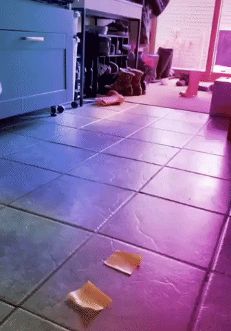 Rishabh258 giphyupload GIF