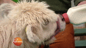baby cow GIF by Rachael Ray Show