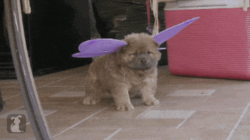 Video gif. Chubby dog wearing lavender butterfly wings appears to frown and nob subtly as we zoom in on its stoic face.