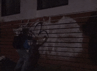 Salvo Sandos GIF