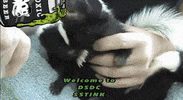 AlexDSDC dsdc GIF