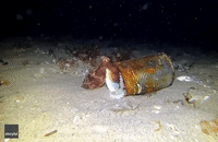 Injured Octopus Uses Rusted Tin Can for Shelter