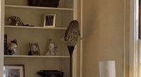 Owl Makes Itself at Home in St Louis House