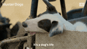 Mans Best Friend Dogs GIF by ABC TV + IVIEW