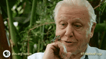 david attenborough pbs GIF