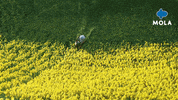 Happy Animation GIF by Mola TV Kids
