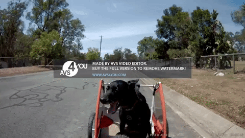 oesterproester giphyupload GIF