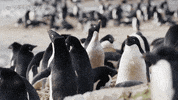 Snow Ice GIF by PBS Digital Studios