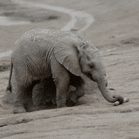 happy baby animals GIF by San Diego Zoo