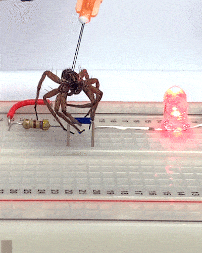 freedomkane giphyupload GIF