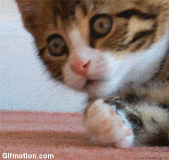Surprised Cat Reaction GIF