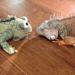what are you looking at iguana GIF