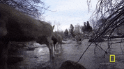 yellowstone GIF by National Geographic Channel