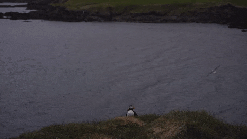 Iceland Puffin GIF by Chris