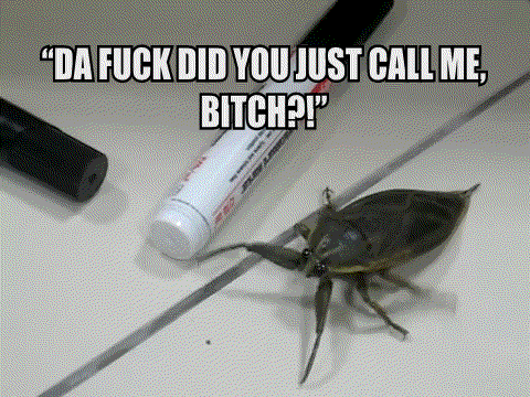 insect GIF