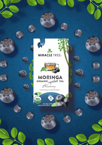 miracletreetea giphyupload moringa moringa tea miracle tree GIF