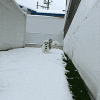 Dog Snow GIF