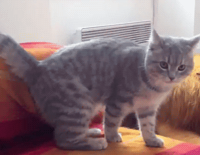 cat roll GIF