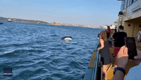 Humpback Whales Spotted From Commuter Ferry in Sydney Harbour