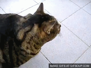 fat GIF