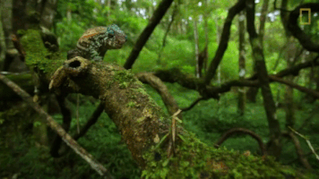 chameleon GIF