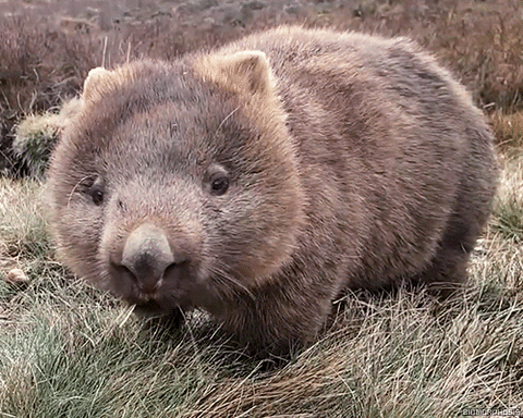 chewing wombat GIF