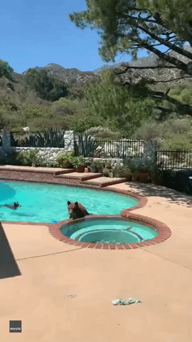 Mamma Bear and Cub Take a Dip in Pool